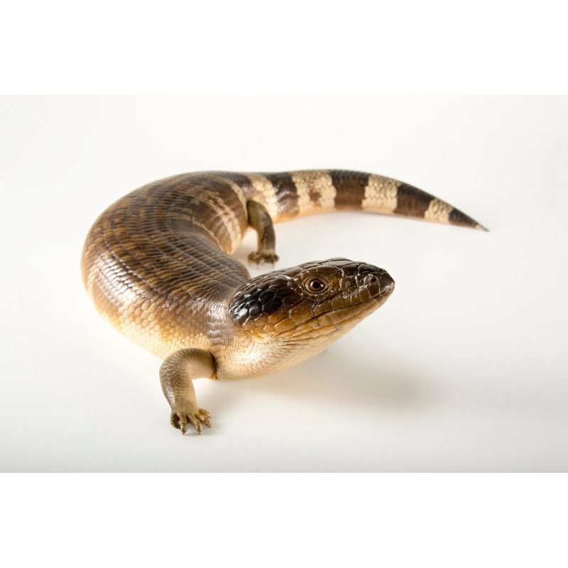 Western Blue Tongue Lizard