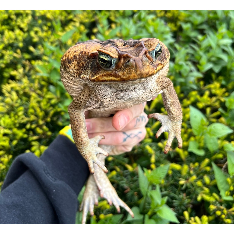 XL Cane Toad