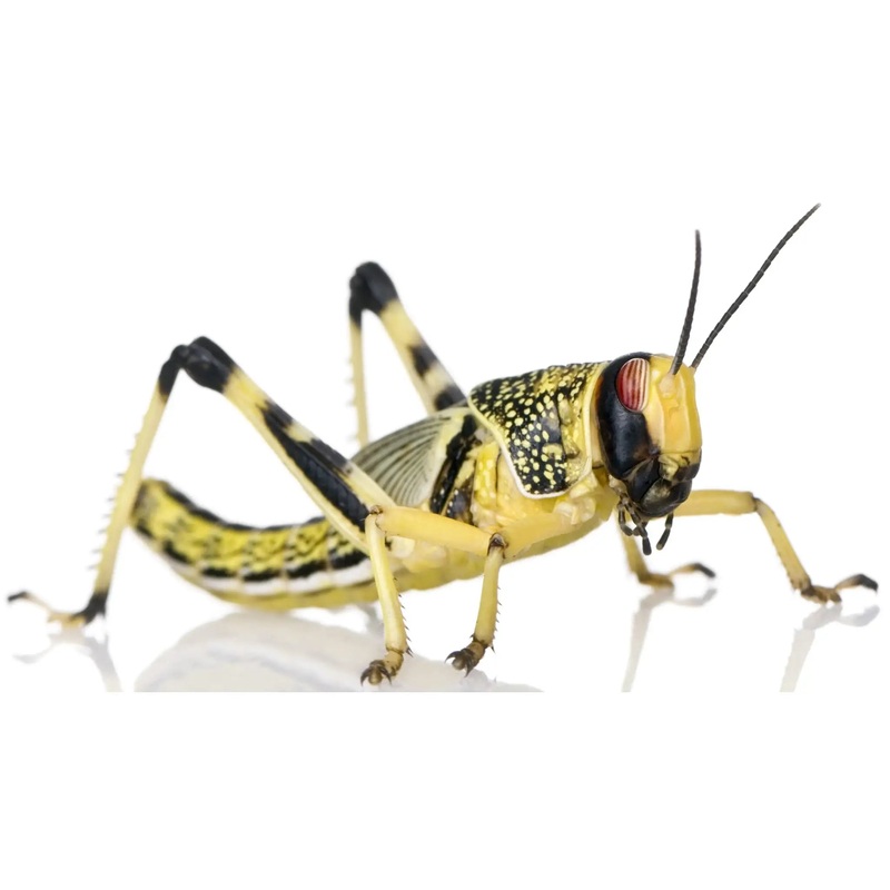 XL Locusts 35-50mm 8 Pack