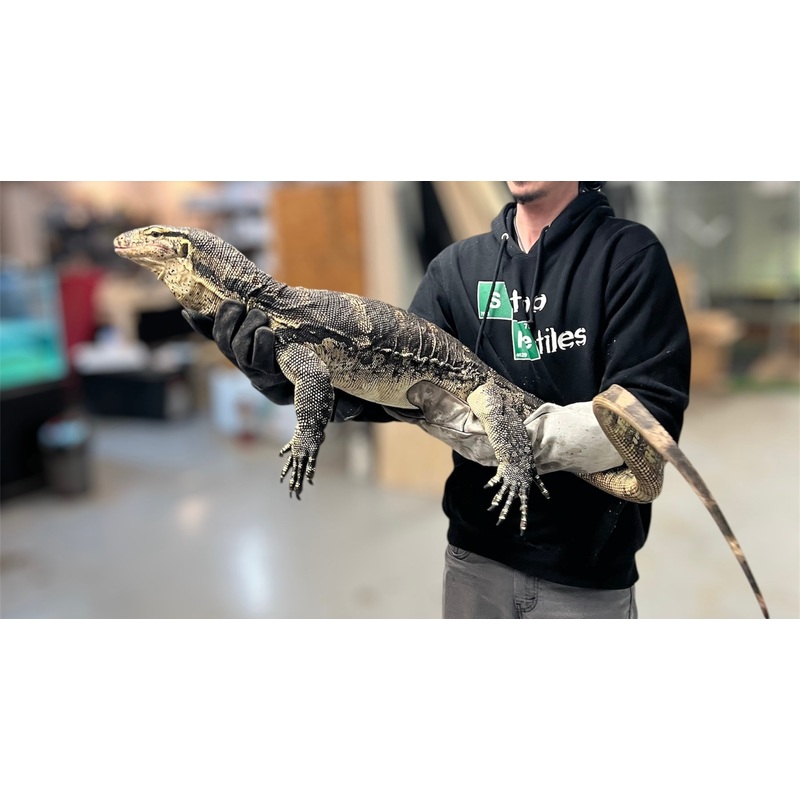5 Adult Asian Water Monitor (Male)