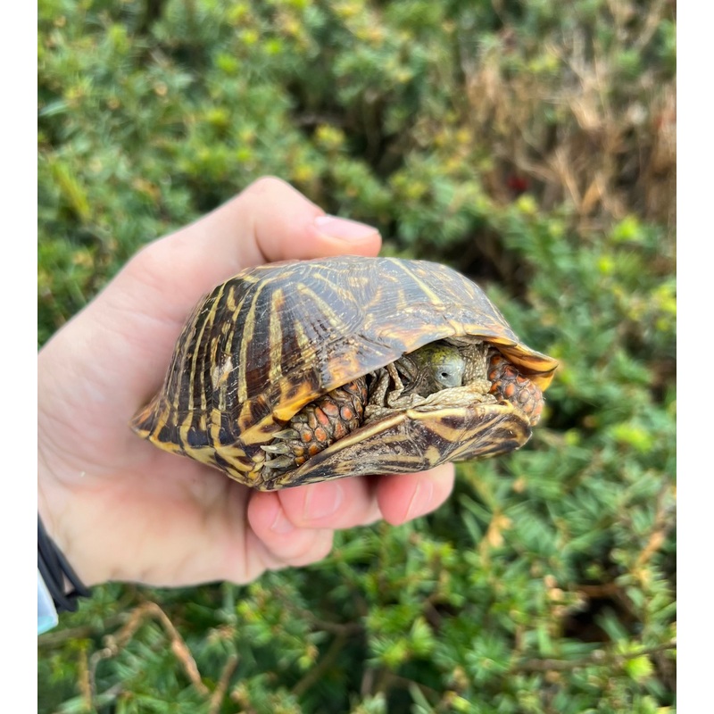 Adult Ornate Box Turtle (Male 2)