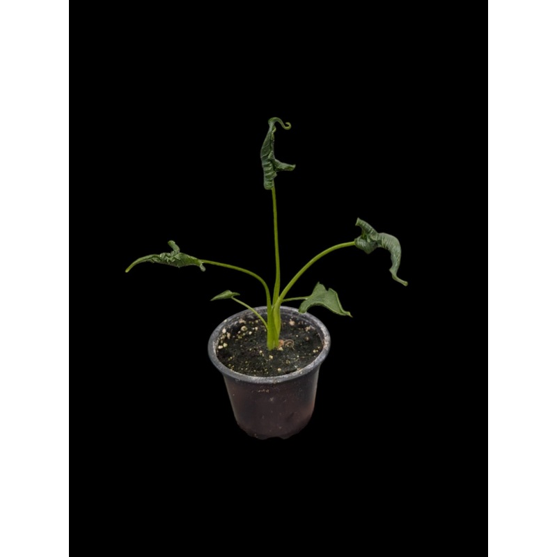 Alocasia triangularis 3.5″ Pot