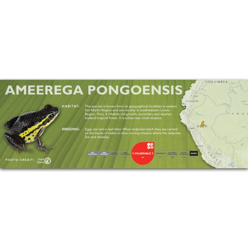 Ameerega pongoensis – Classic Vivarium Label