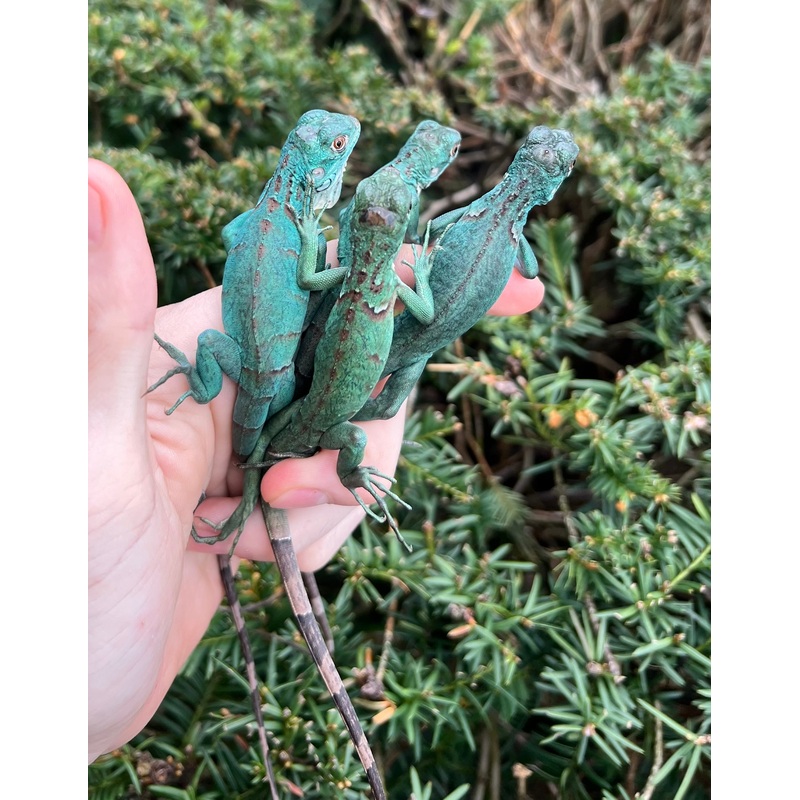 Baby Blue Iguana