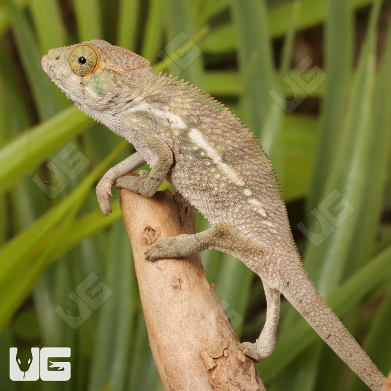 Baby Panther Chameleon For Sale
