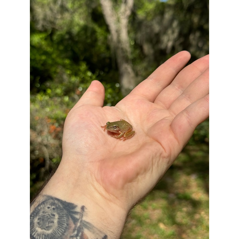 Baby Snowflake Whites Tree Frog