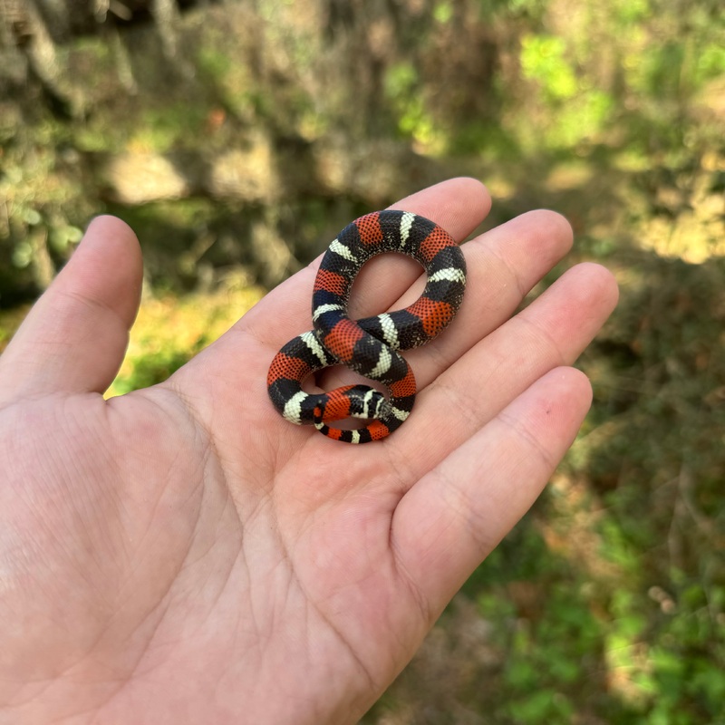 Baby Tricolor Hognose
