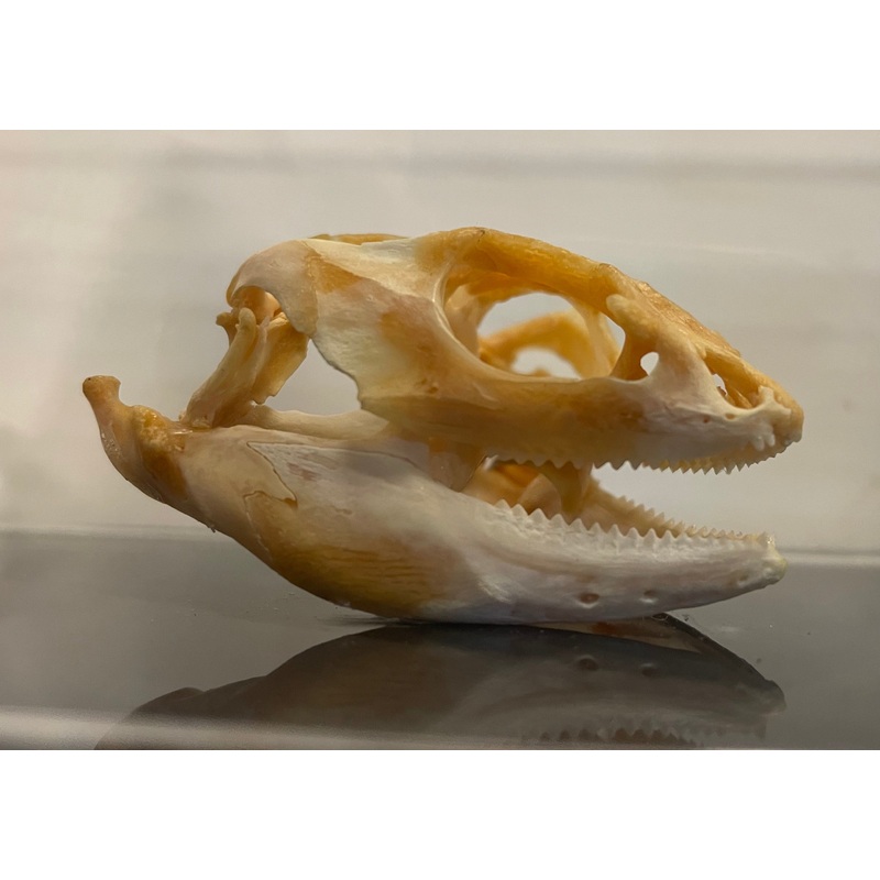 Bearded Dragon Skull