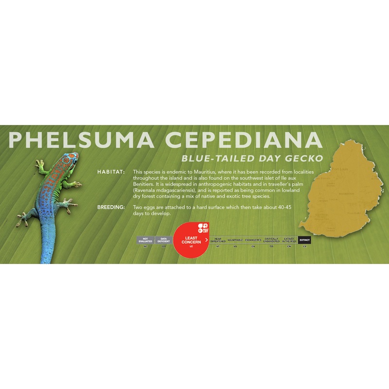 Blue-Tailed Day Gecko (Phelsuma cepediana) Classic Vivarium Label