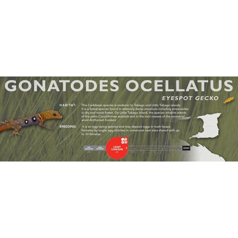 Eyespot Gecko (Gonatodes ocellatus) Classic Vivarium Label
