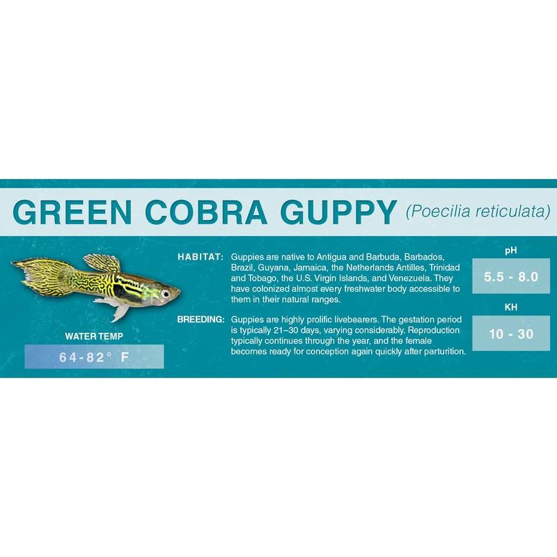 Guppy (Poecilia reticulata) – Classic Aquarium Label Standard Size (7″x 2.5″) Dragon Head