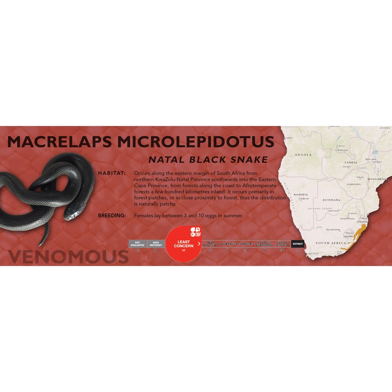 Natal Black Snake (Macrelaps microlepidotus) Classic Vivarium Label Original