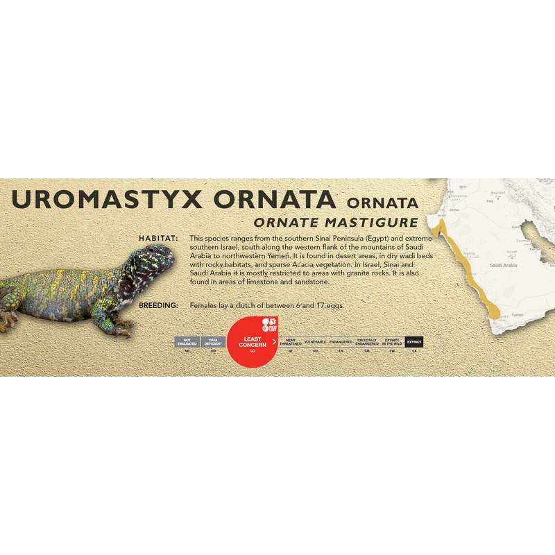 Ornate Mastigure (Uromastyx ornata) Classic Vivarium Label Ornata