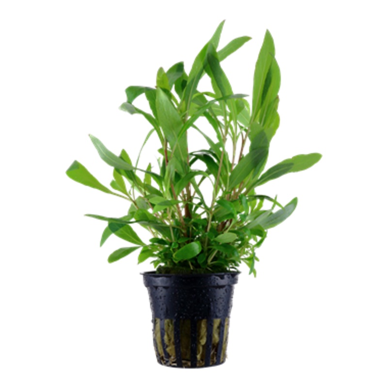 Tropica Hygrophila siamensis 53B