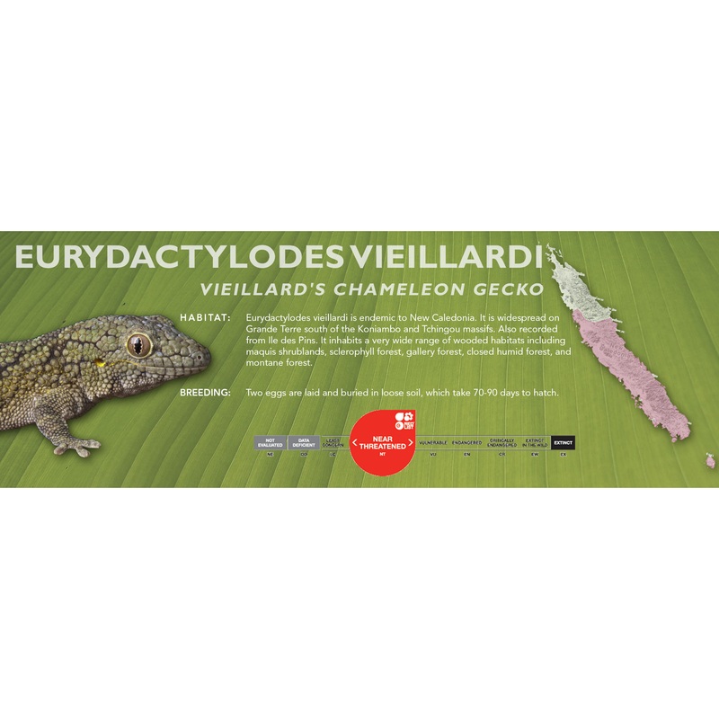 Vieillard’s Chameleon Gecko (Eurydactylodes vieillardi) Classic Vivarium Label