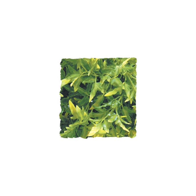 ZM Bolivian Croton Small BU-15