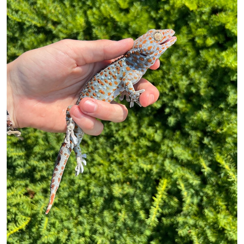 1.1 Adult Tokay Gecko (Pair 2)