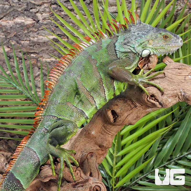 3-4 Foot Green Iguana For Sale