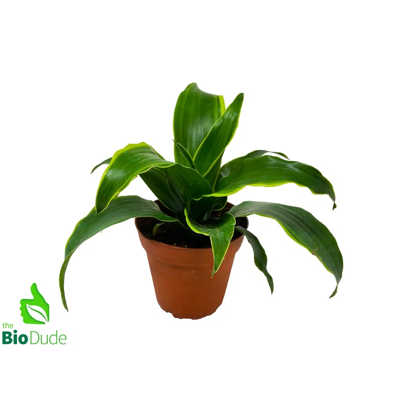 4″ Pot Dracaena Dorado