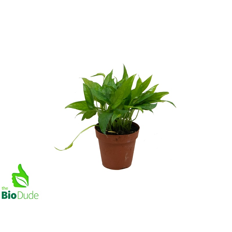 4″ Pot Pothos Skeleton Key