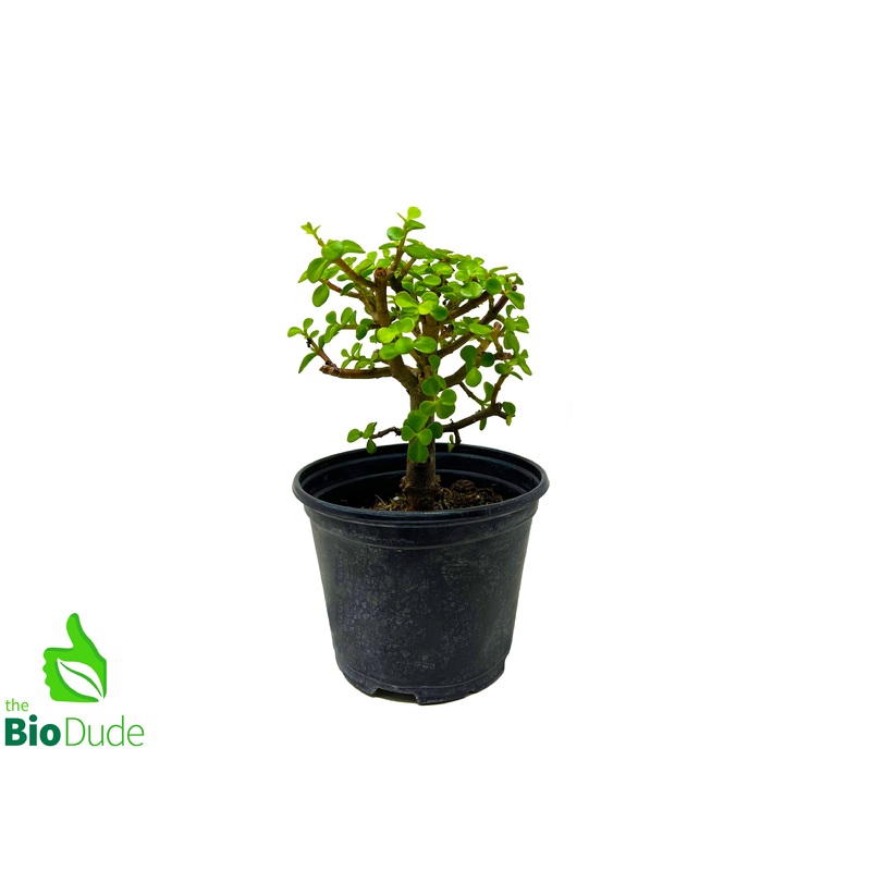6″ Pot Elephant Feed