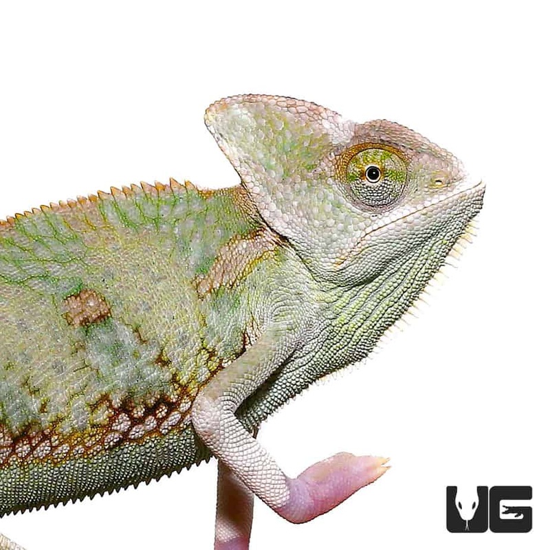 6 to 8 Inch Translucent Veiled Chameleon