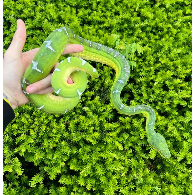 Adult Emerald Tree Boa (Male 2)