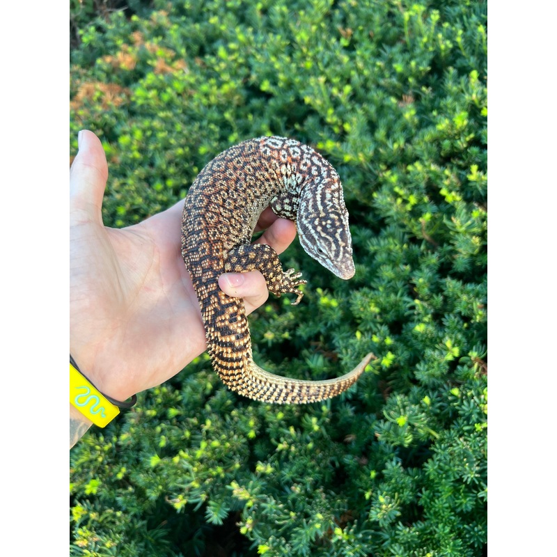 Adult Red Ackie Monitor (Male)