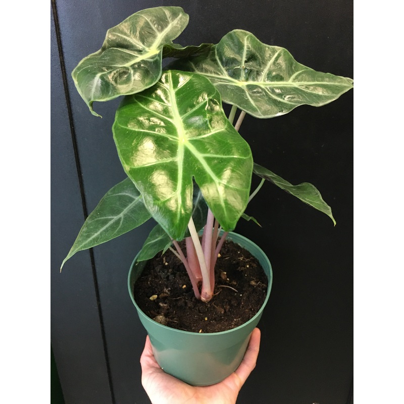 Alocasia ‘Morocco’ Pink Dragon 3.5″/4″ Pot
