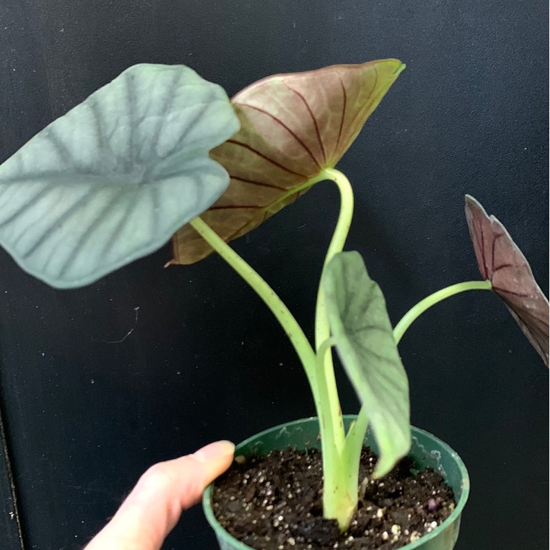 Alocasia nebula Imperialis 3.5″ Pot