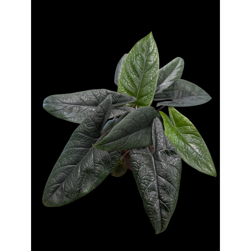 Alocasia scalprum