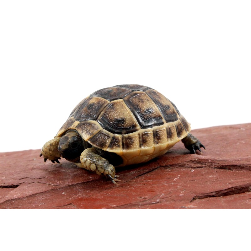 Black Greek Tortoise