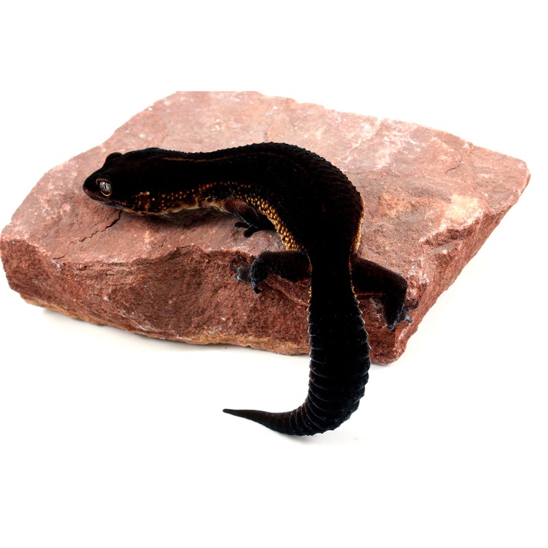 Black Night Leopard Gecko