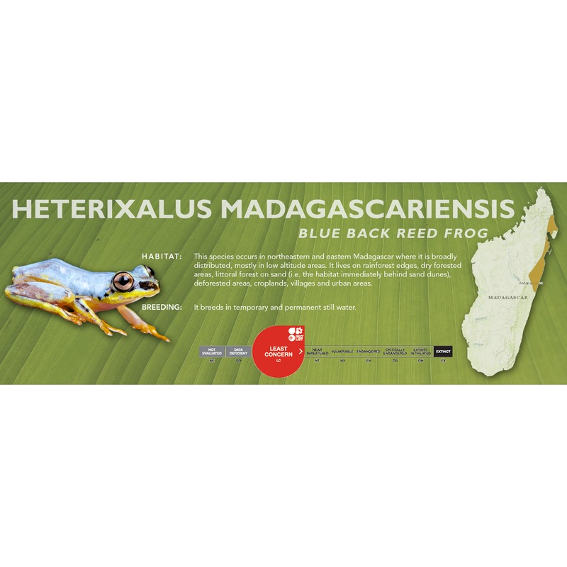 Blue Back Reed Frog (Heterixalus madagascariensis) – Classic Vivarium Label