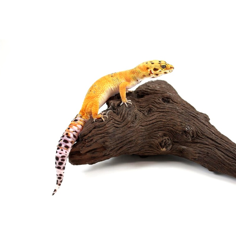 Calico Firefox Leopard Gecko