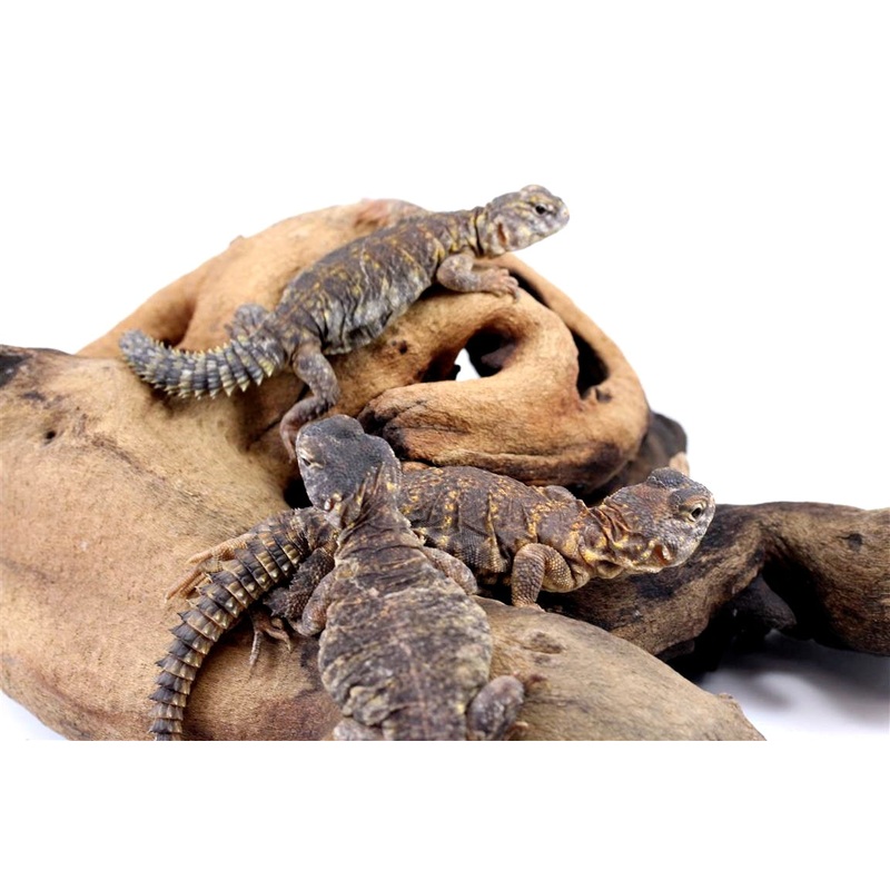 CB Nigerian Uromastyx