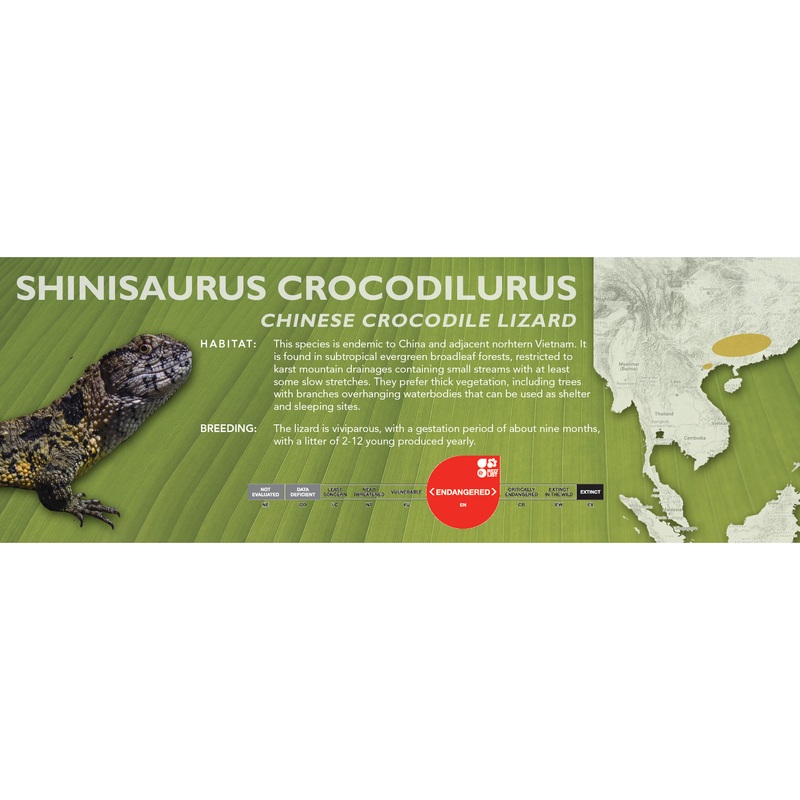 Chinese Crocodile Lizard (Shinisaurus crocodilurus) Classic Vivarium Label