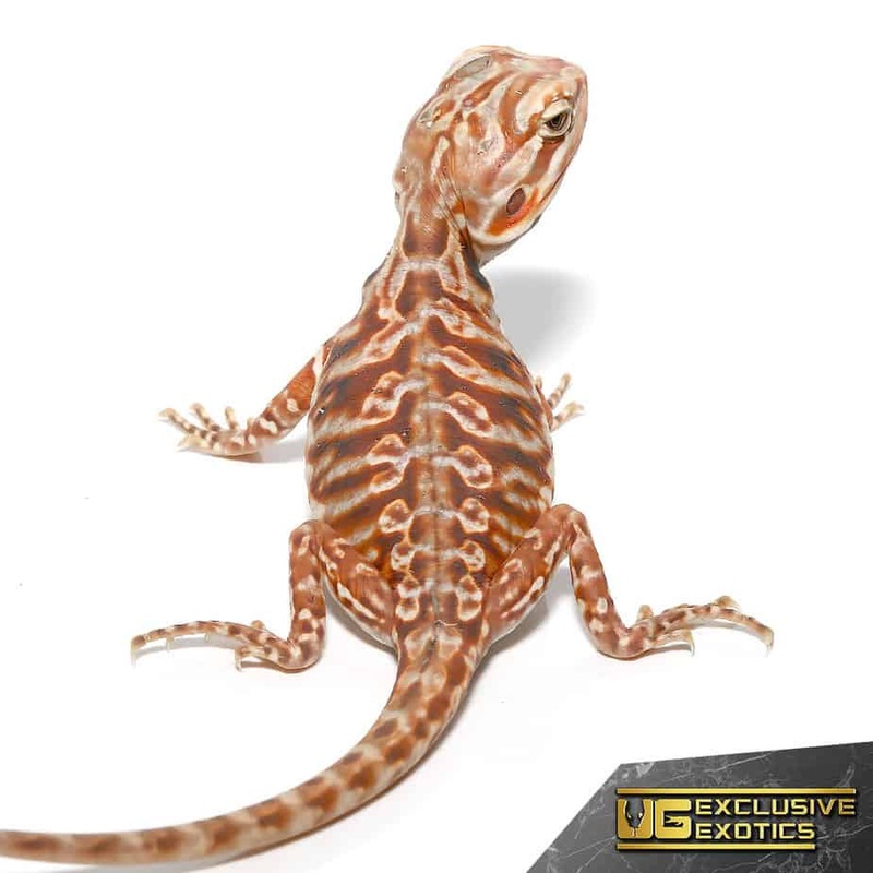 Chocolate Hypo Silky Bearded Dragon for sale