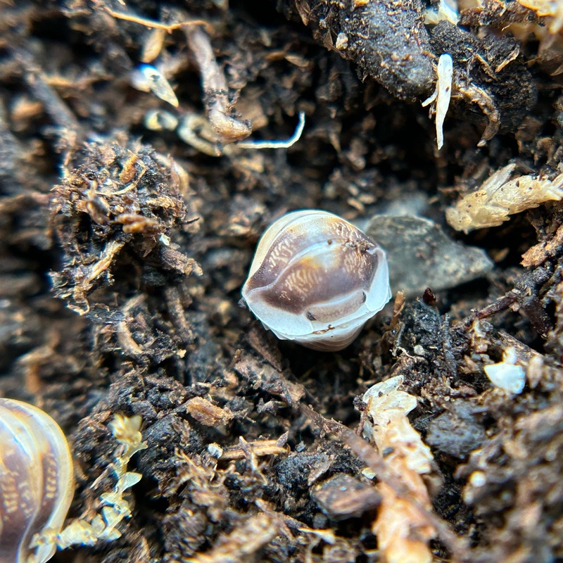 Cubaris sp. cappuccino