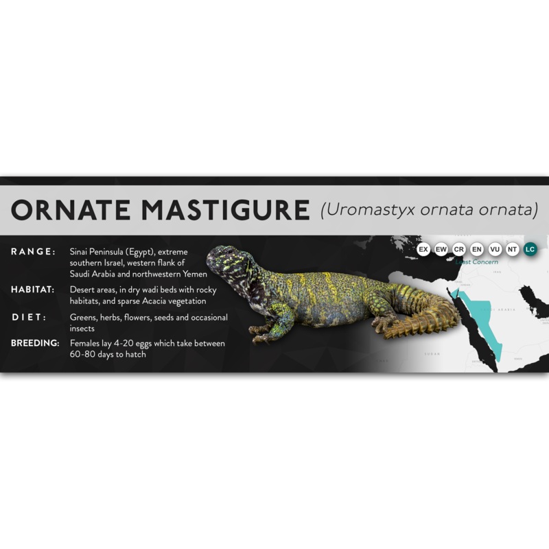 Ornate Mastigure (Uromastyx ornata) – X Label Ornata Laminated Paper