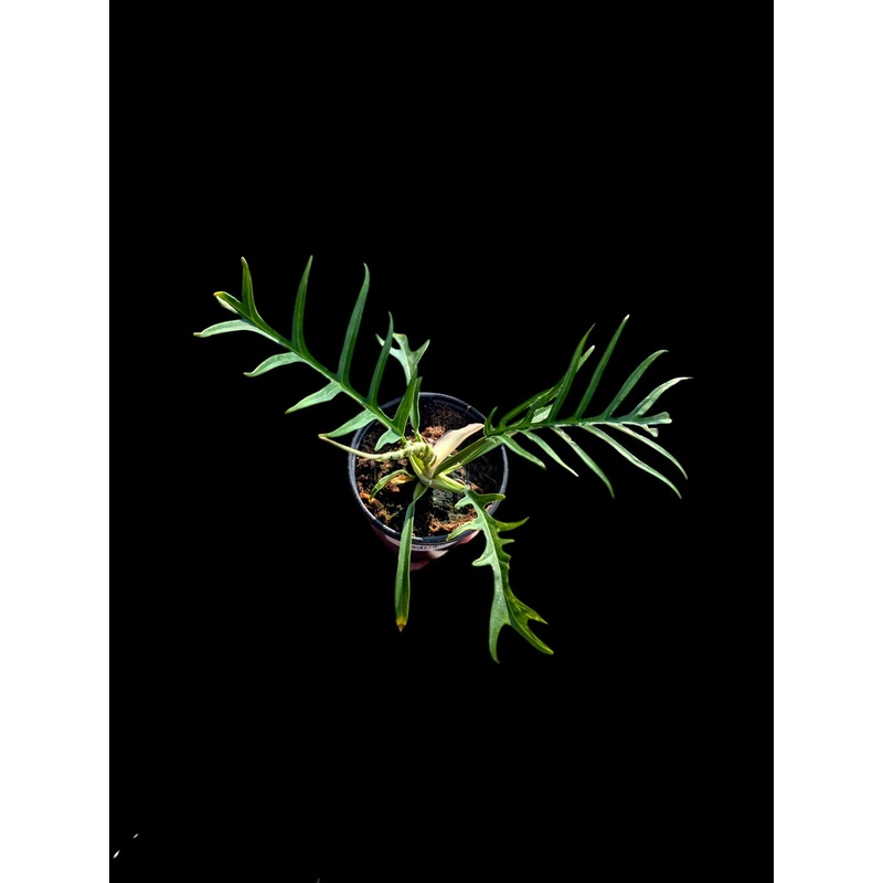 Philodendron tortum 4″ pot