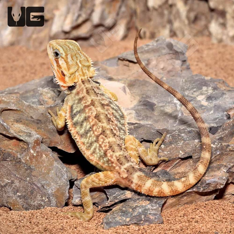 Tranlucent Leatherback Bearded Dragon For Sale