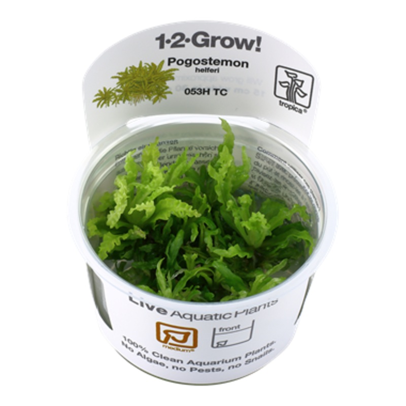 Tropica Pogostemon helferi 1-2-Grow