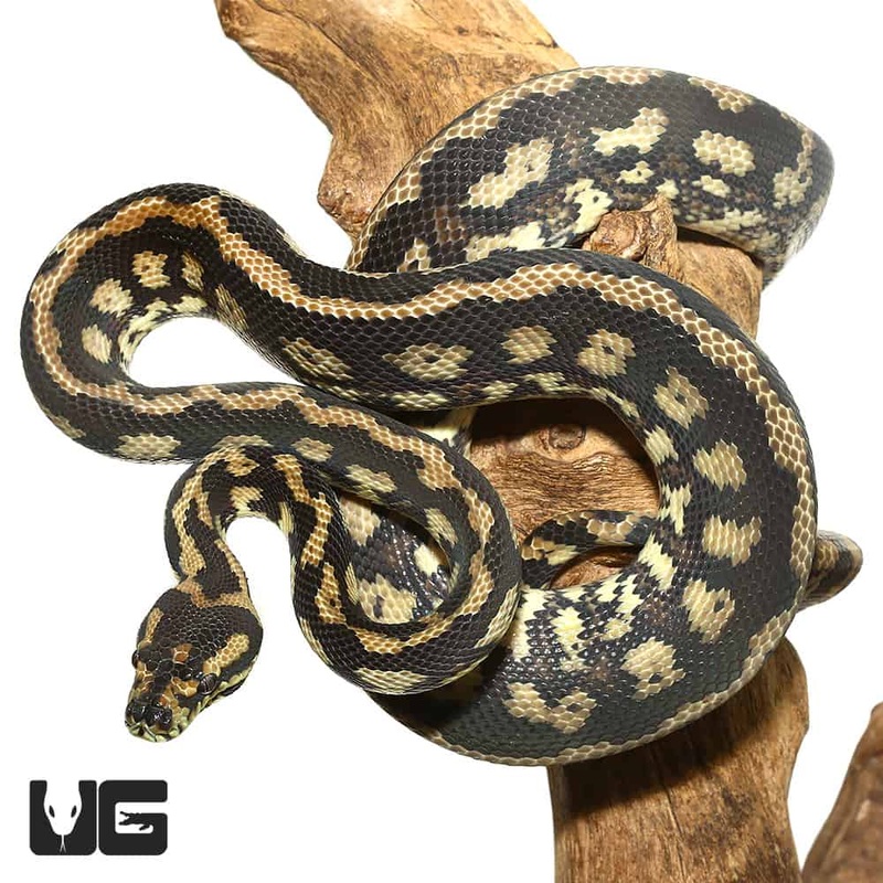 2019 Tiger Darwin Het Albino Carpet Python (Morelia spilota variegata) For Sale