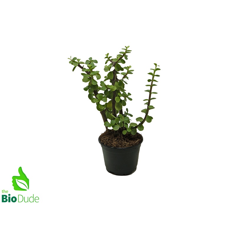 4″ Pot Elephant Feed