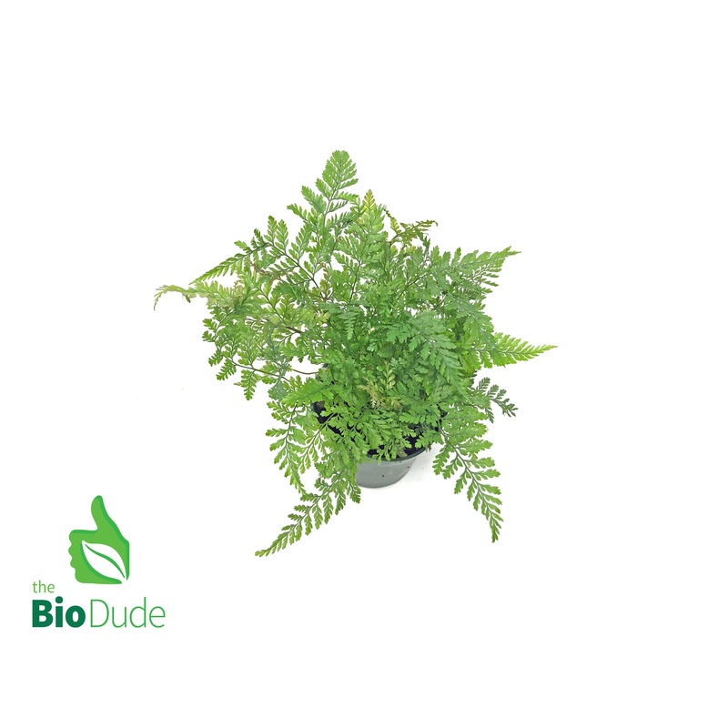 4″ Pot Rabbit’s Foot Fern