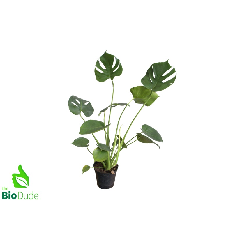 6″ Pot Monstera