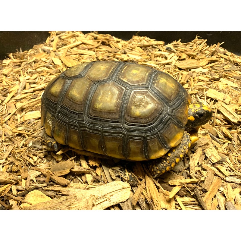 8-9 Yellow Foot Tortoise (2)