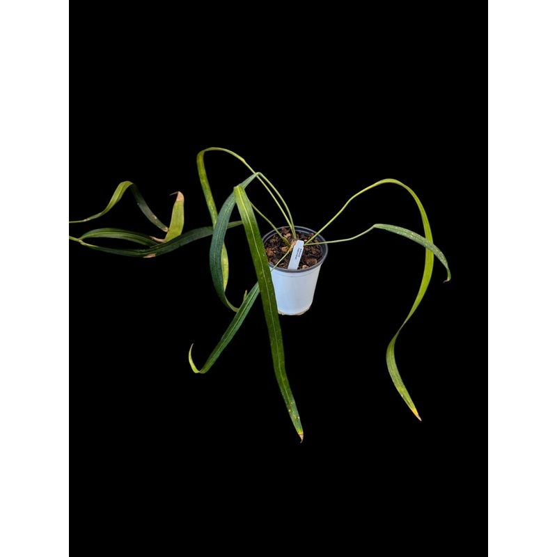 Anthurium friedrichsthalii A