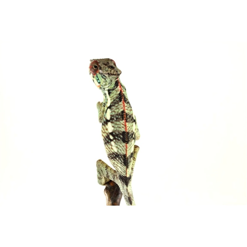 Blue Bar Ambilobe Panther Chameleon – MALE